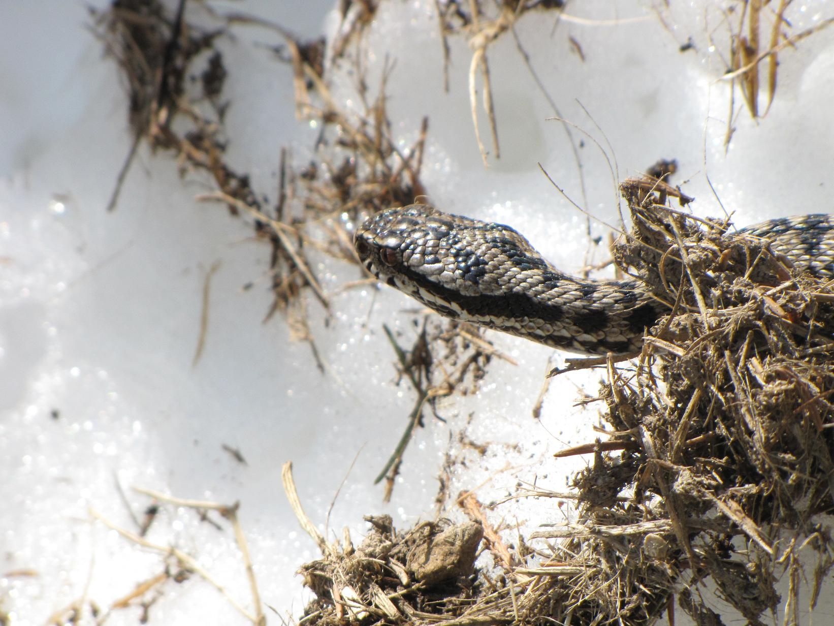 Vipera sulla neve